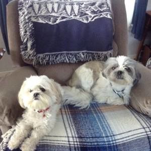 Meet your Posher, Dixie